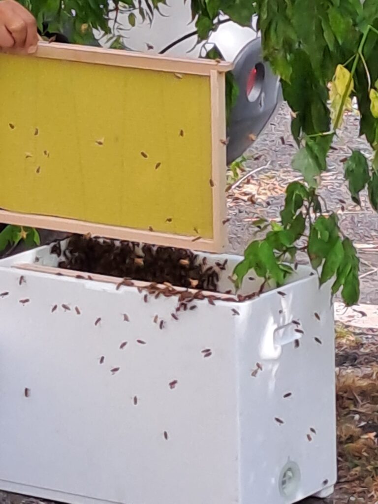 Cattura Di Uno Sciame Di Api Maggio Orti Sociali Arvalia