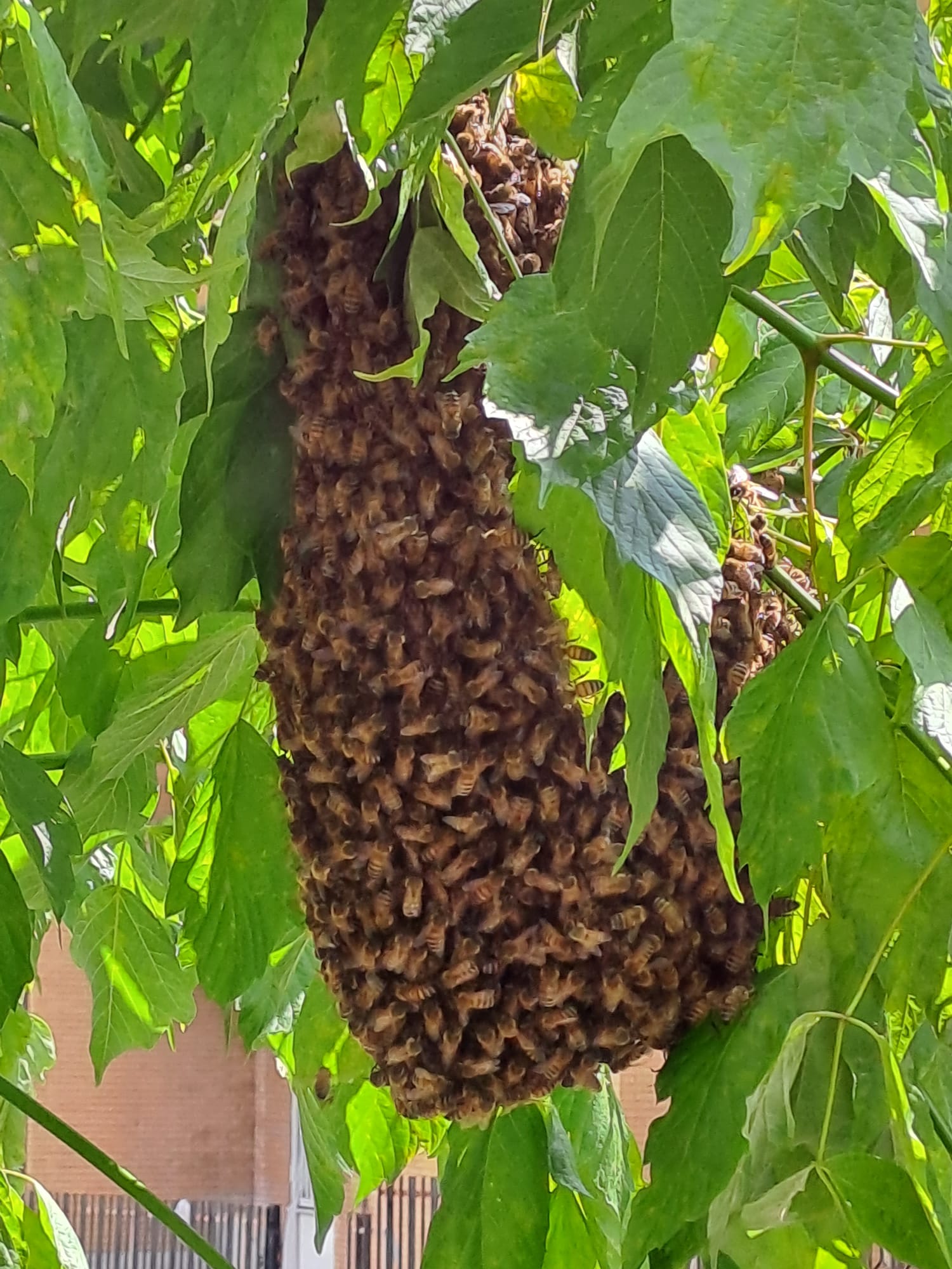 Cattura di uno sciame di api – 25 maggio